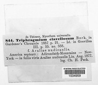 Triphragmium clavellosum image